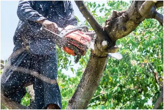 tree services Vanderbilt